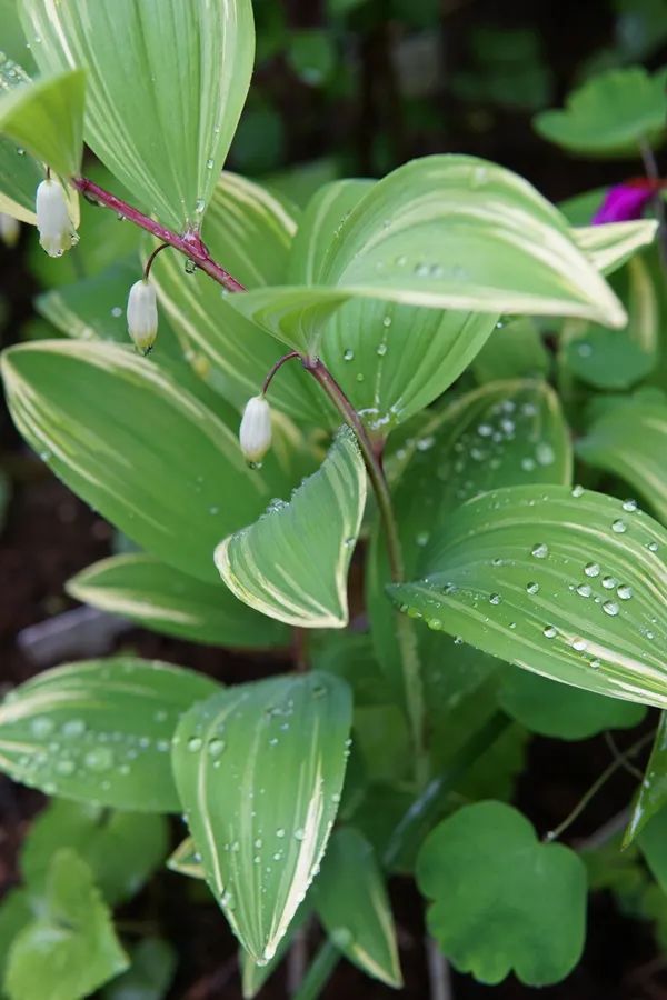 花信玫瑰的角落开过葳蕤白芨绣线菊溲疏老鹳草