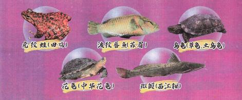 已被列为国家重点保护野生动物西江君报道的"西江魽"