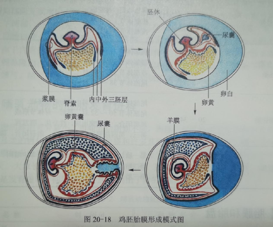 猫咪乳房中间的小点居然是肚脐眼奇怪的知识增加了