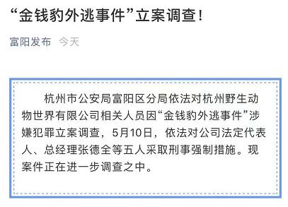 为诱捕杭州第三只出逃豹子搜捕人员将带90只鸡上山