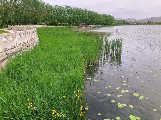 睡莲盛开白银黄河湿地公园夏意浓