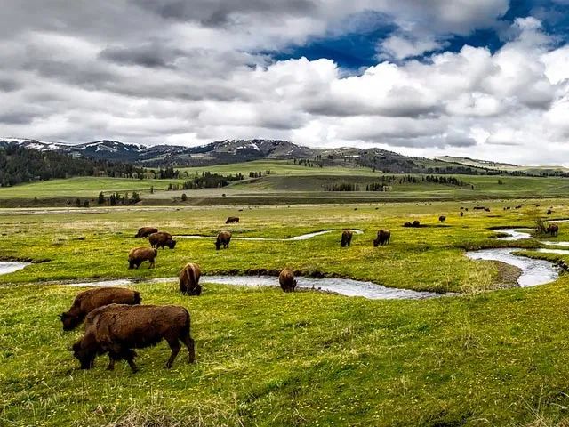 畜牧业是现今青藏高原的支柱产业,牦牛和藏羊则是高寒牧场最重要的