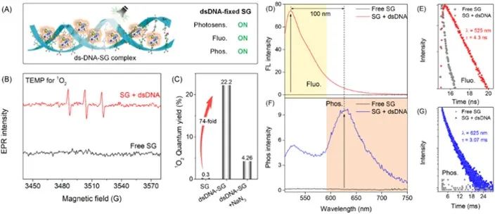 图1. sg与dsdna结合前后单线态氧,荧光和磷光变化