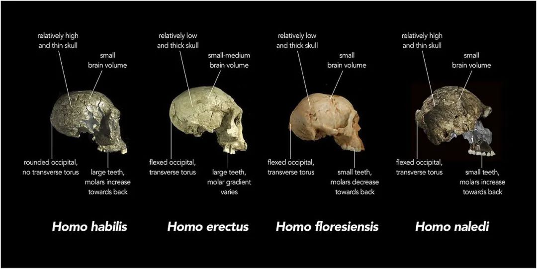 能人(homo habilis),直立人(homo erectus),佛罗勒斯人(homo flores