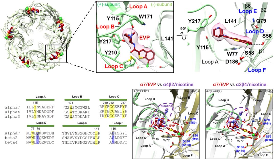 激动剂evp-6124对α7乙酰胆碱受体具有选择性的结构基础:冷冻电镜结构