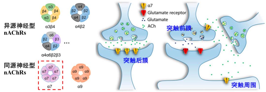 尼古丁型乙酰胆碱受体(nachr)是五聚体配体门控离子通道家族成员.