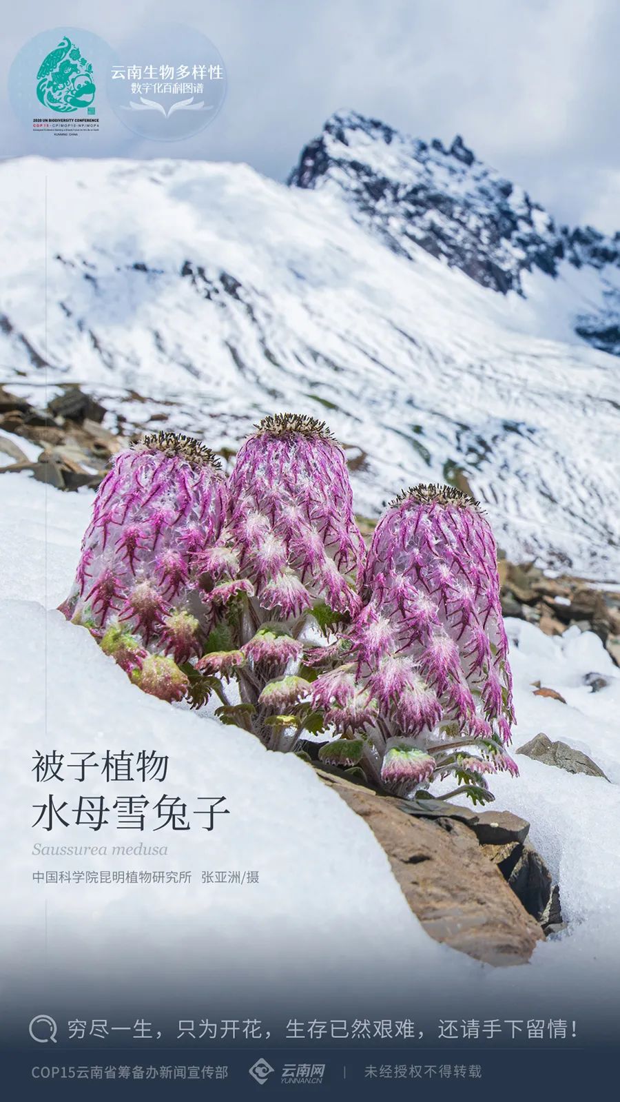 云南生物多样性数字化百科图谱被子植物水母雪兔子因武侠小说它们遭受