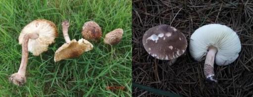 本市常见的这6种野生毒蘑菇切勿采摘食用