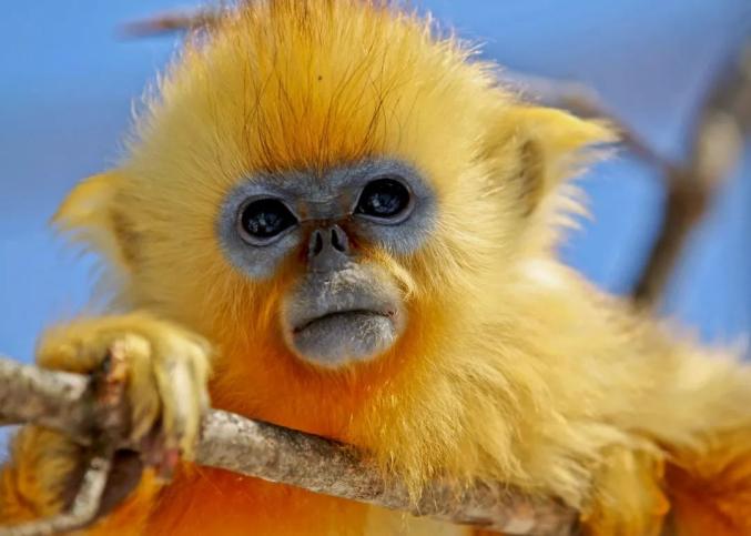 看!巴东金丝猴保护区拍摄到的可爱精灵