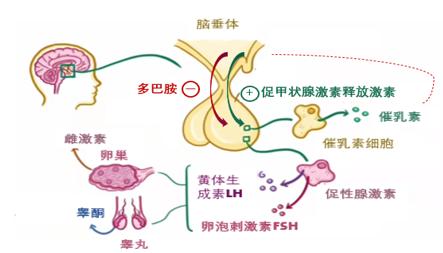 警惕,这些药物可能引起泌乳素升高