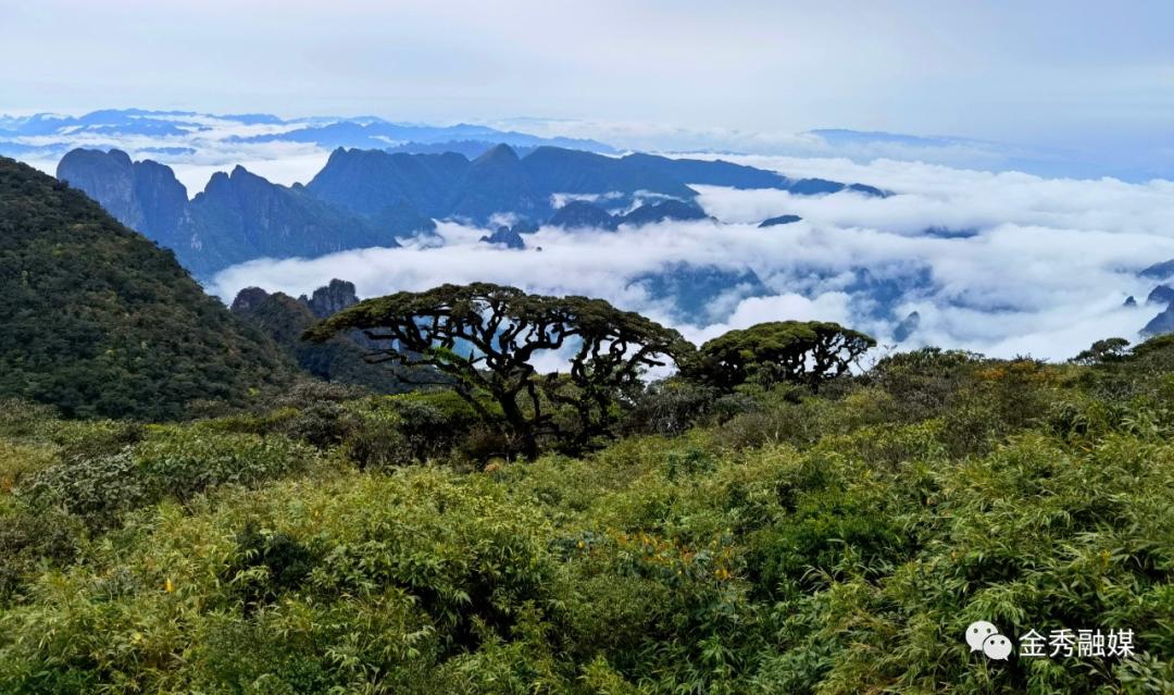 定了522相约金秀圣堂山杜鹃花旅游文化节