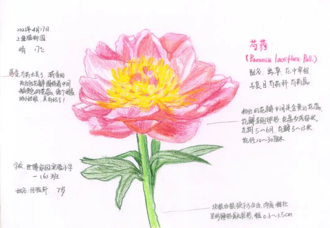 获奖作品展示丨2021上海国际花展自然笔记大赛佳作揭晓
