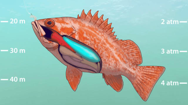 气体的芙饽芰σ不崴嬷陆,因此原本芙庠鱼血液中的气体便会咕噜