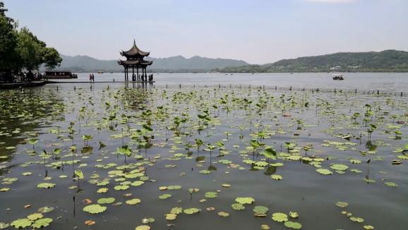 最近的西湖,有道独特的风景,你见过吗?