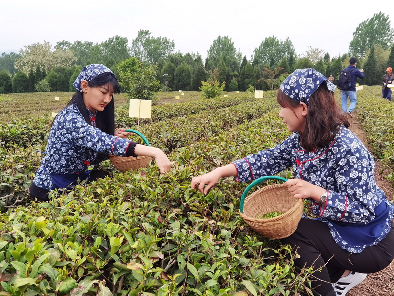 这就是山东日照初夏绿茶采摘忙