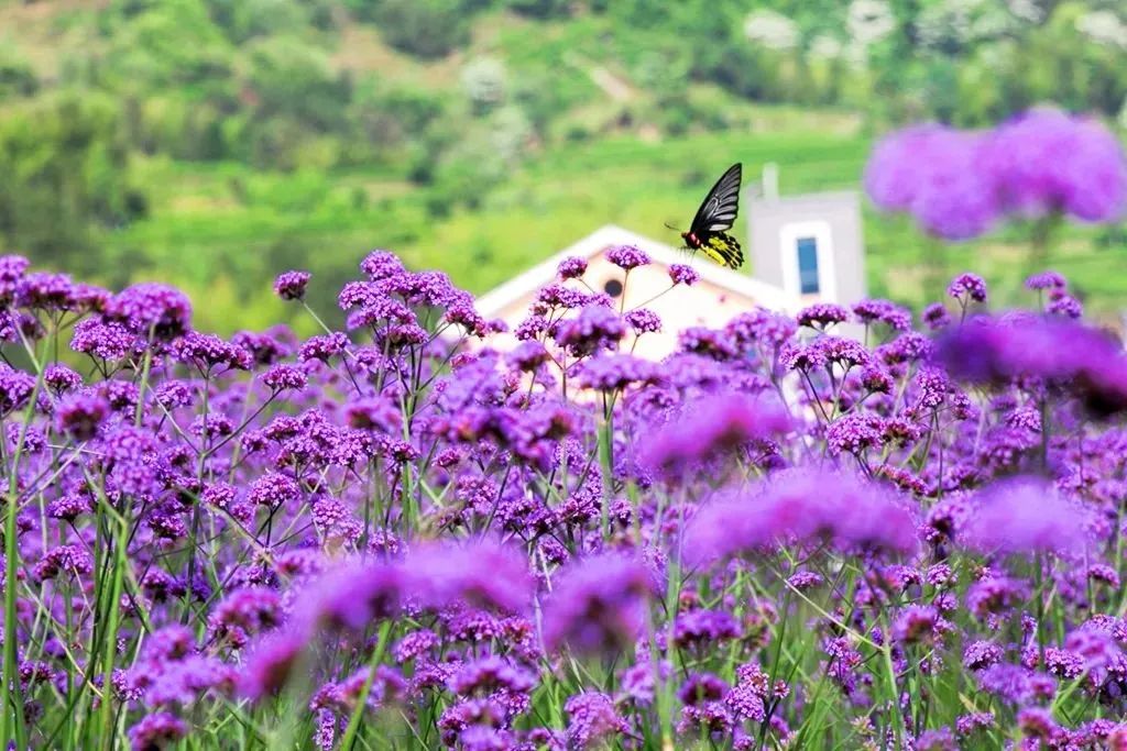 夏游丽水景宁网红紫色花海已上线