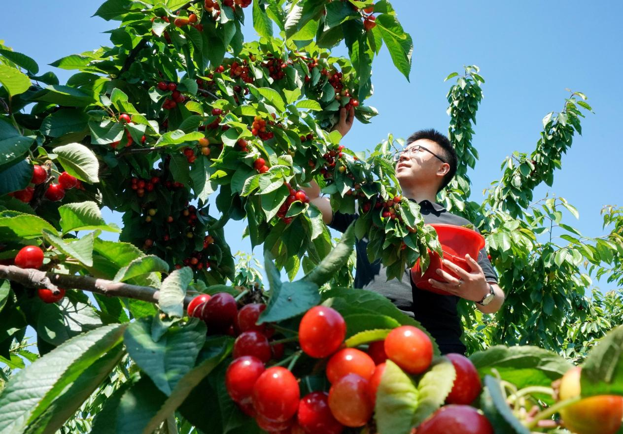 河南虞城樱桃园果熟待采