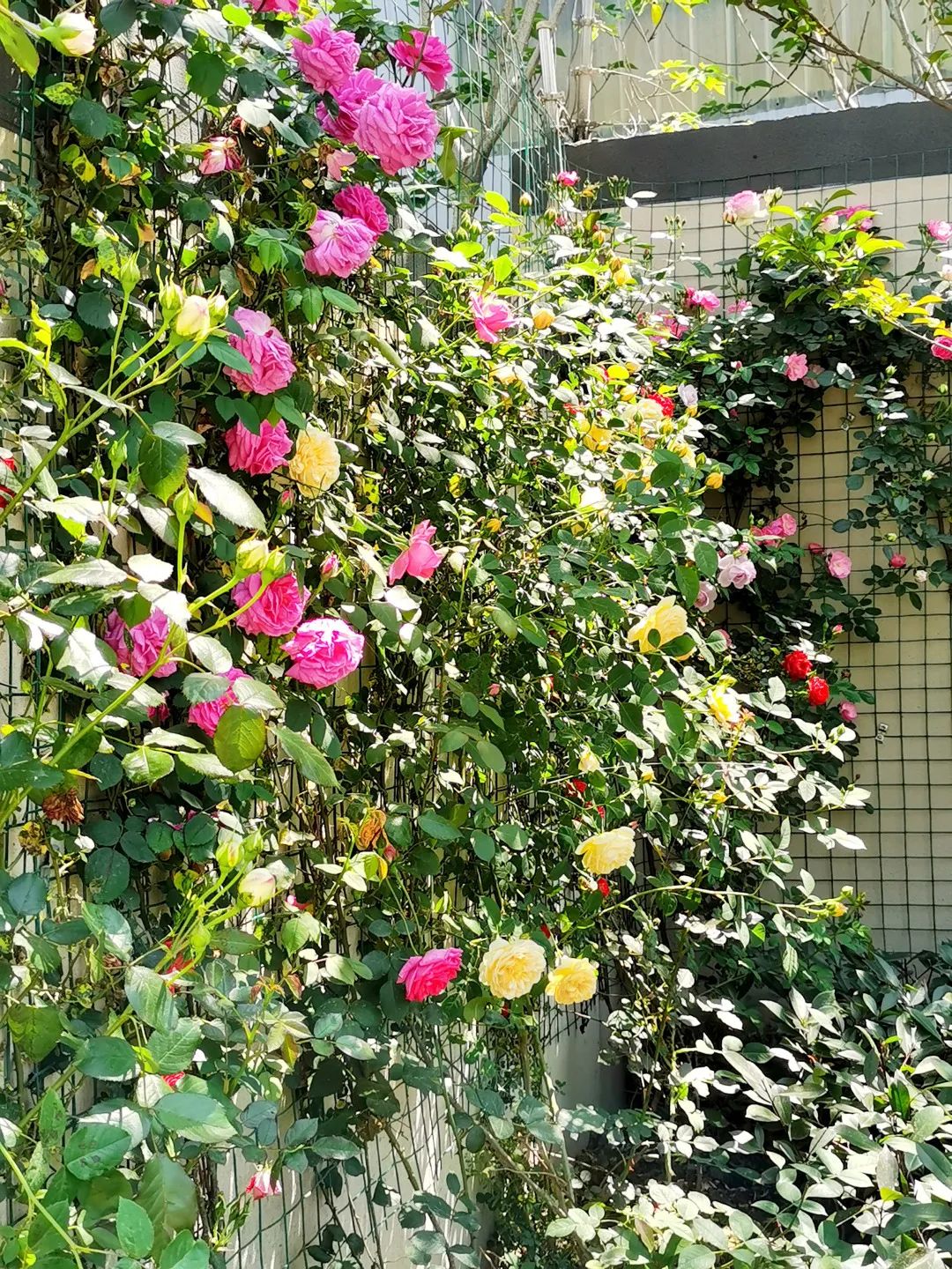 爬藤月季,紫鹃,玫瑰……这条超美景观道路在你家附近吗?