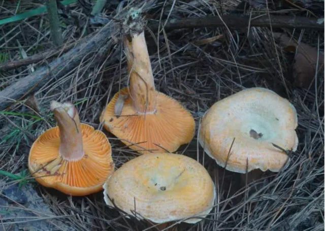 雨水增多,我县野生蘑菇进入生长旺季,野生蘑菇由于其种类繁多,生长