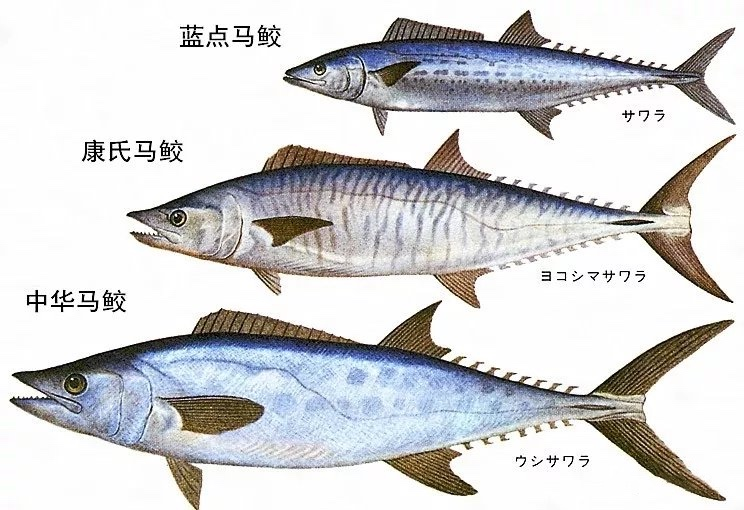 康氏马鲛(又称花交,马交,马交村),蓝点马鲛(学名蓝点鲅,又称鲅鱼,燕鱼