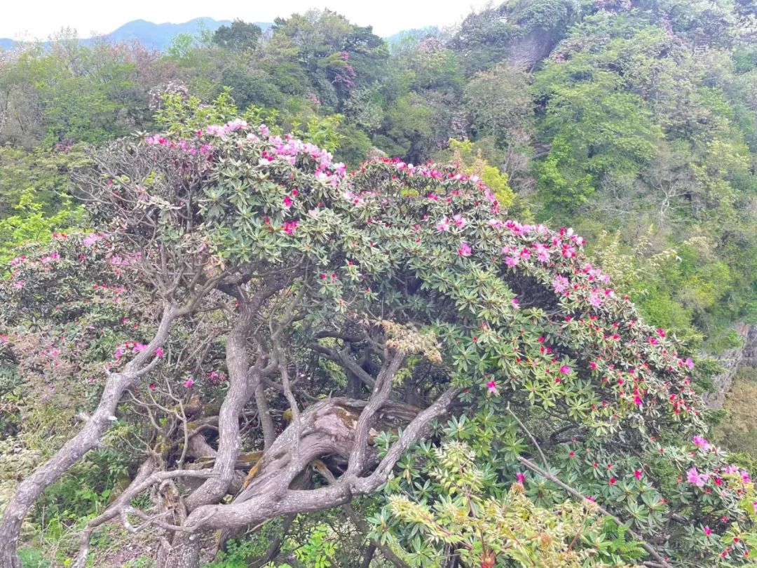 就在明天我们一起去光雾山赏杜鹃花吧