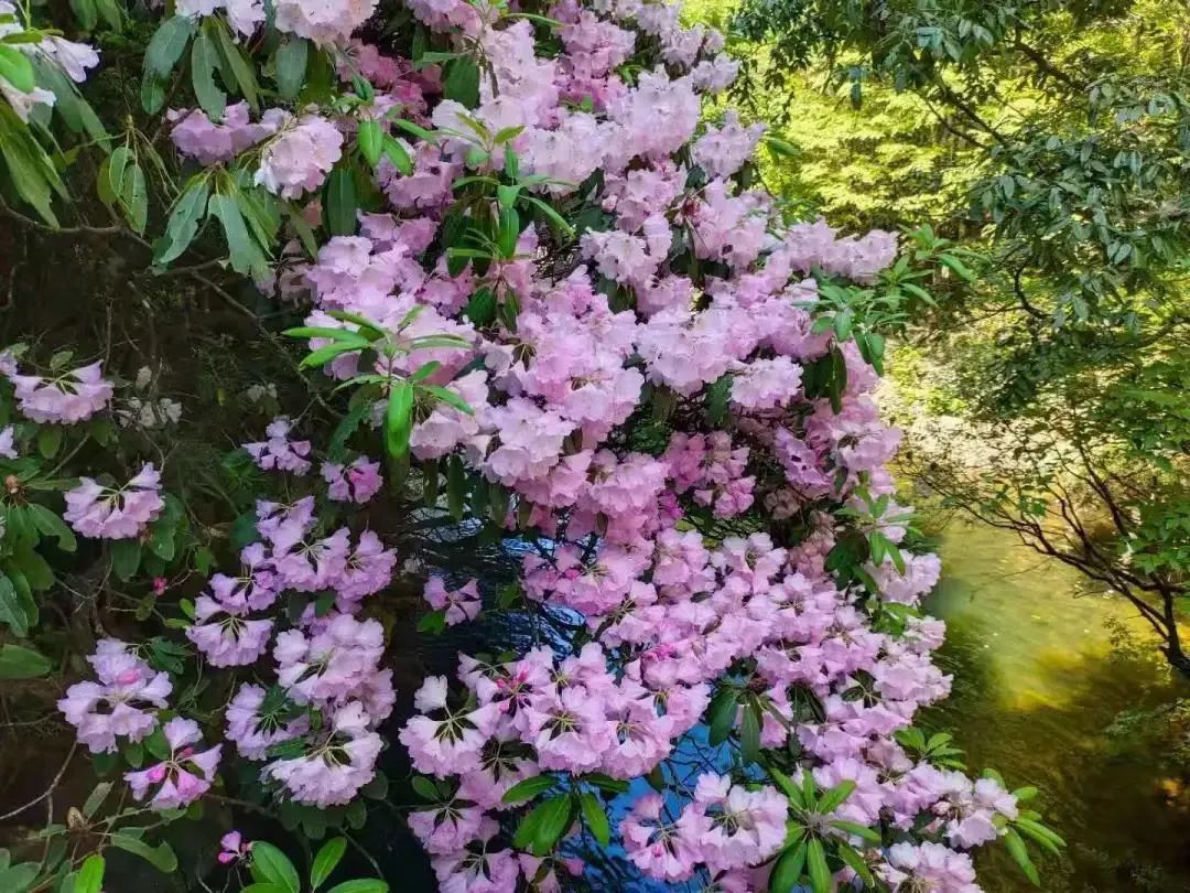 就在明天我们一起去光雾山赏杜鹃花吧