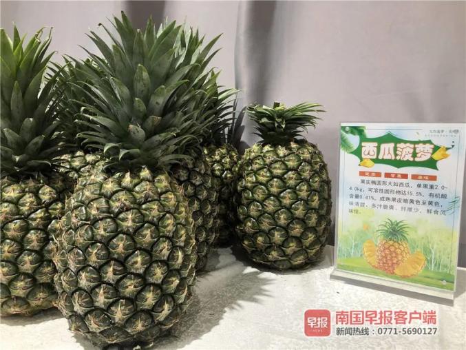 还在泡盐水?广西人的"菠萝的海"原来有这么多新品种!