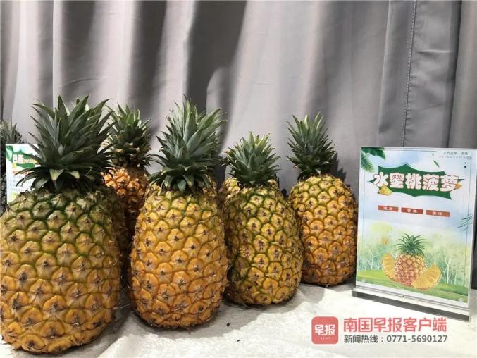 还在泡盐水?广西人的"菠萝的海"原来有这么多新品种!