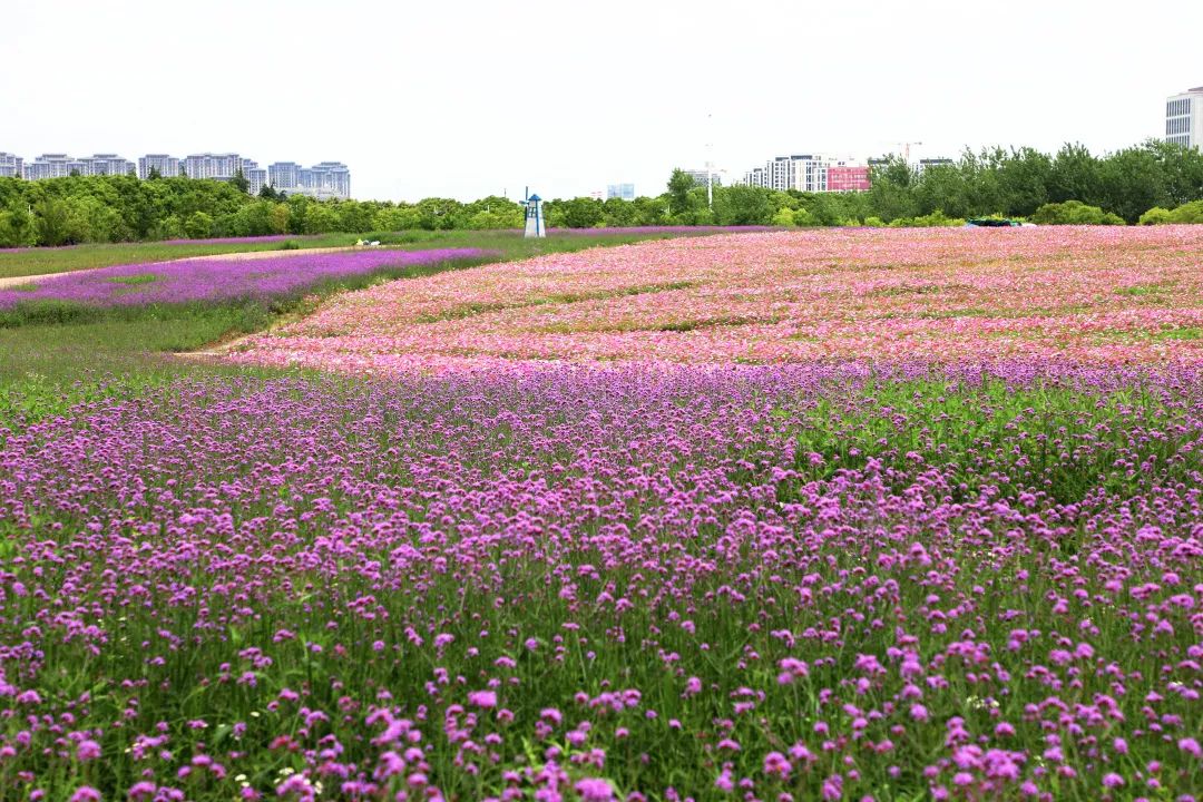 夏日探花奉贤花海惊艳盛开逛花展游公园你感兴趣的这里都有