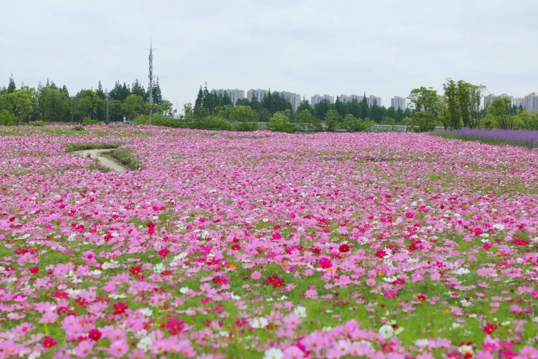 夏日探花 | 奉贤花海惊艳盛开,逛花展,游公园.你感兴趣的这里都有