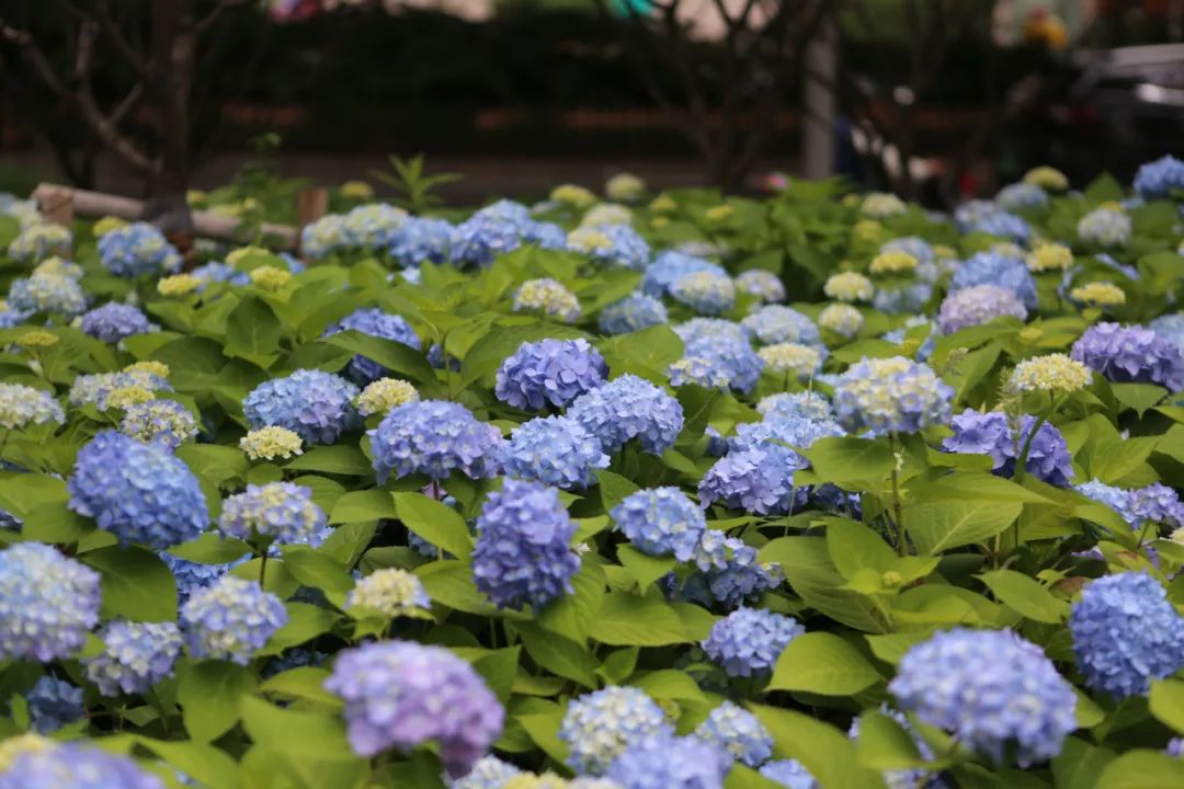 夏日探花 夏日"明星"绣球花迎来盛花期,申城这些地方可赏