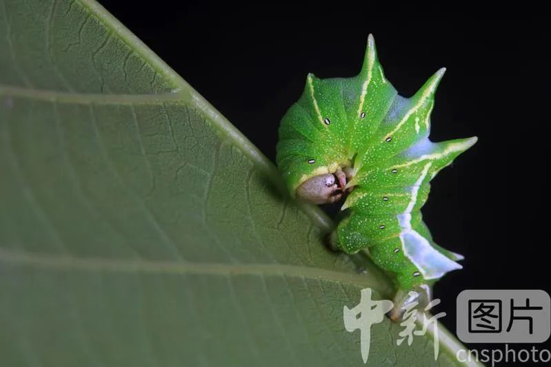 2021年5月15日,河北省唐山市滦南县罗城公园里,一只桑褶翅尺蛾幼虫在