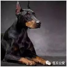 下列犬种以及具有下列犬种血统的杂交犬只禁养:一,禁养烈性犬,大型犬