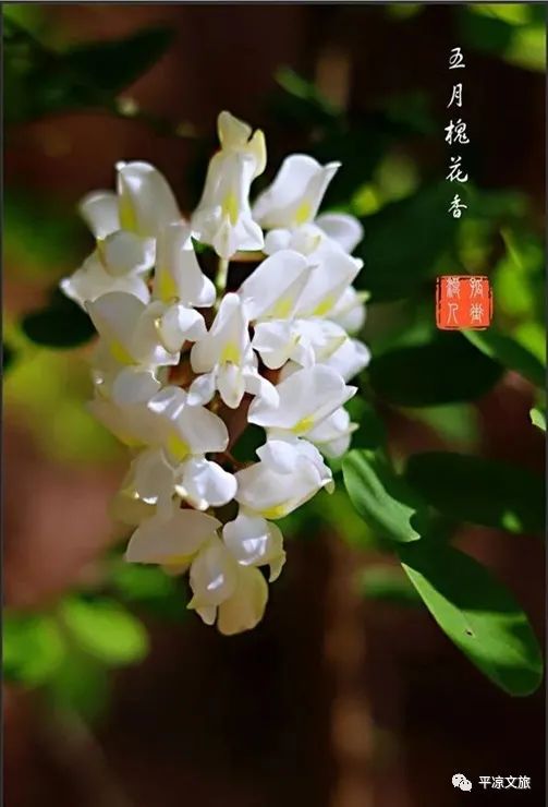 "邂逅醉美槐乡·筑梦扬帆启航" 平凉市首届槐花节暨"5