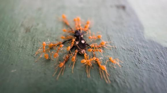 科学辟谣别拿蚂蚁不当虫子被咬一口就有生命危险