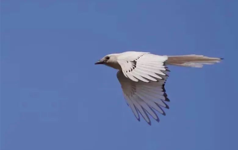 鸟中锦鲤罕见白喜鹊现身南海子公园