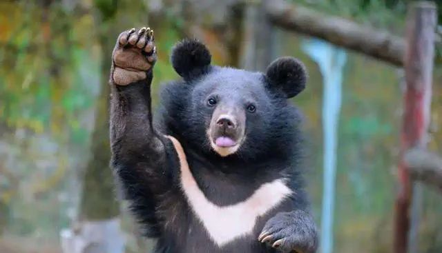 时隔一月贵州这里两只亚洲黑熊再出没8只山羊被叼走村民目击全程