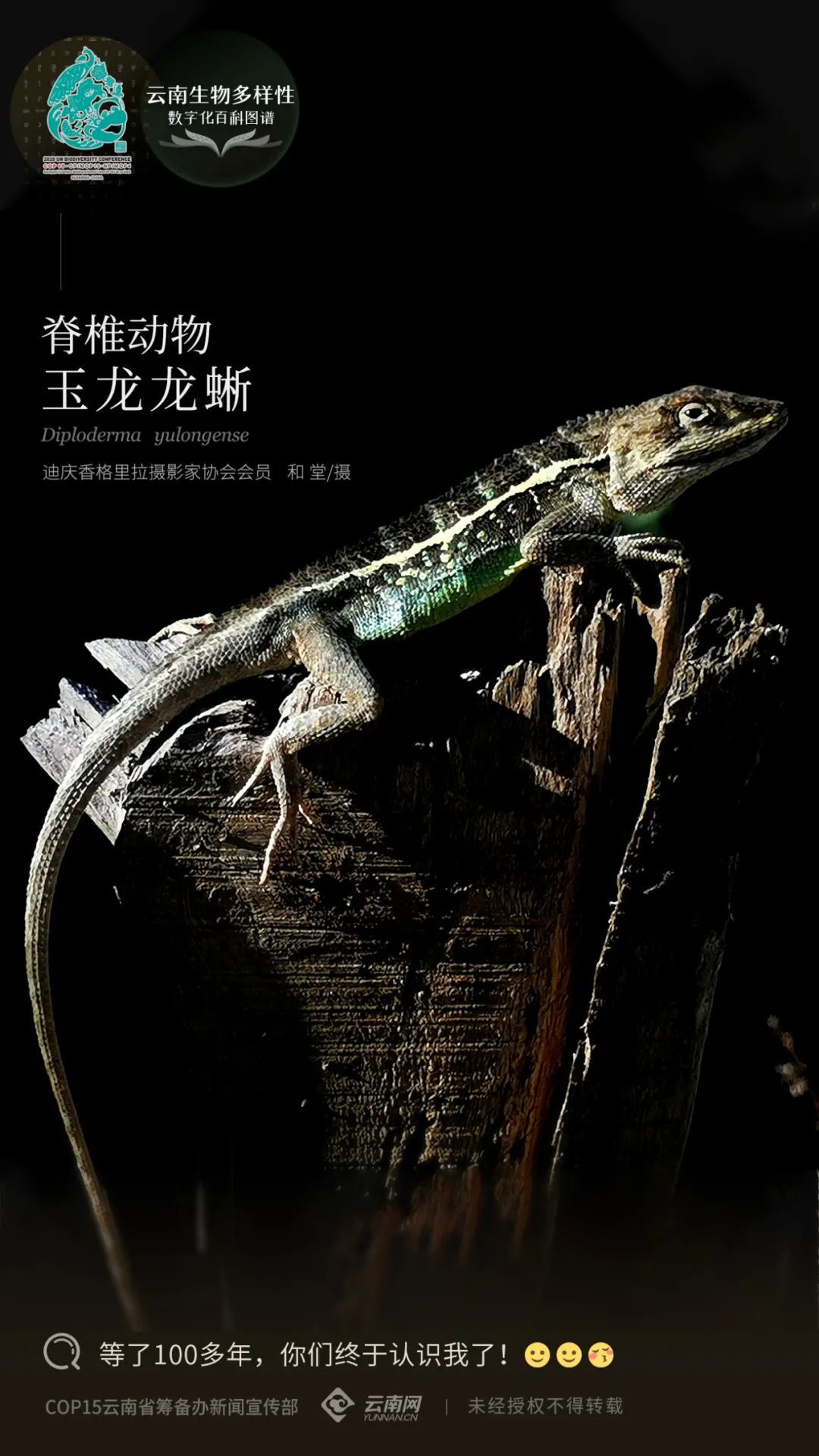 云南生物多样性数字化百科图谱玉龙龙蜥认识一个物种需要多久我的答案