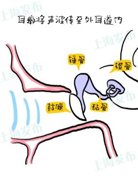 内耳:把声波变成电信号传给大脑 内耳主要由前庭和耳蜗组成 前庭