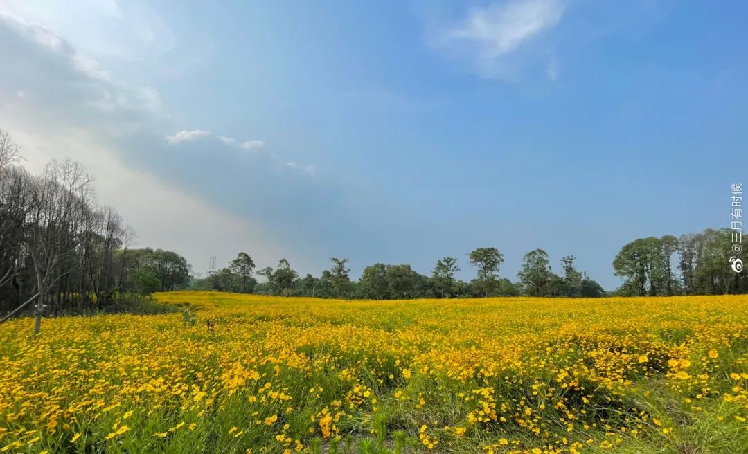 成都湿地公园最新赏花指南