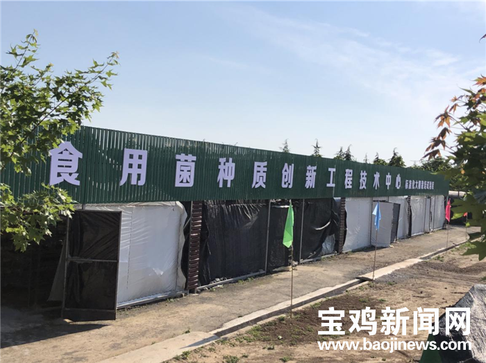 菇舞人心宝鸡扶风这个基地带动群众在家门口就业增收