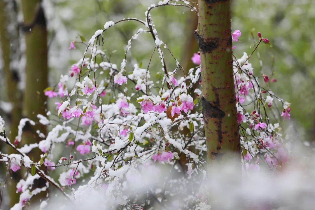 大兴安岭多地夏日飞雪一秒回冬