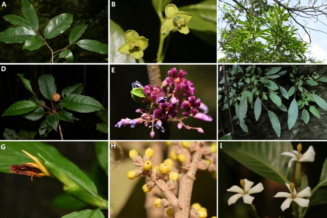 生物多样性保护重大工程15保护生物多样性探秘西双版纳植物王国