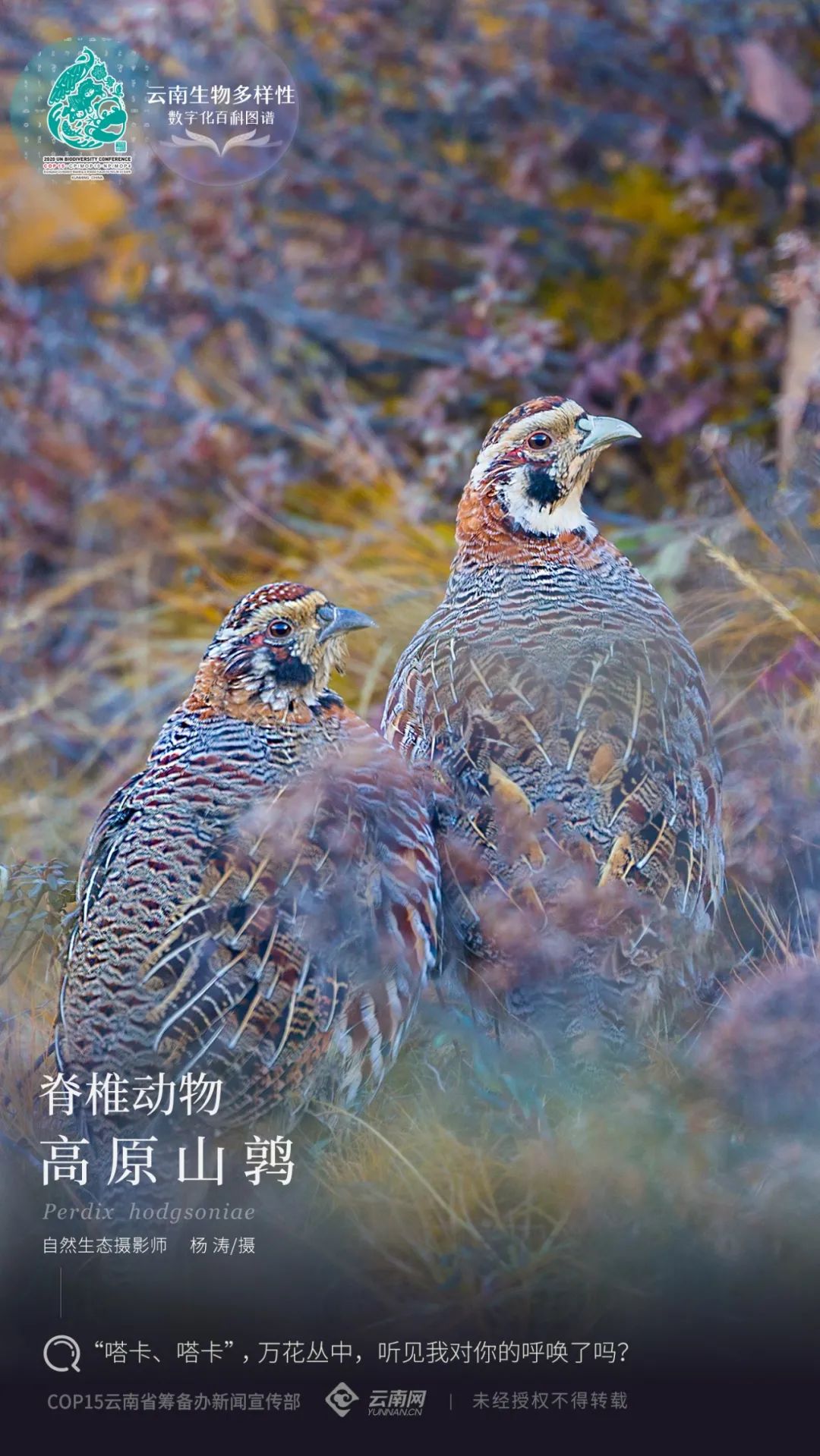 云南生物多样性数字化百科图谱脊椎动物高原山鹑嗒卡嗒卡万花丛中听见