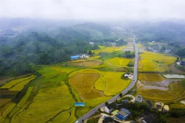 成功探索出茶旅一体化发展的脱贫致富路,乡村振兴路