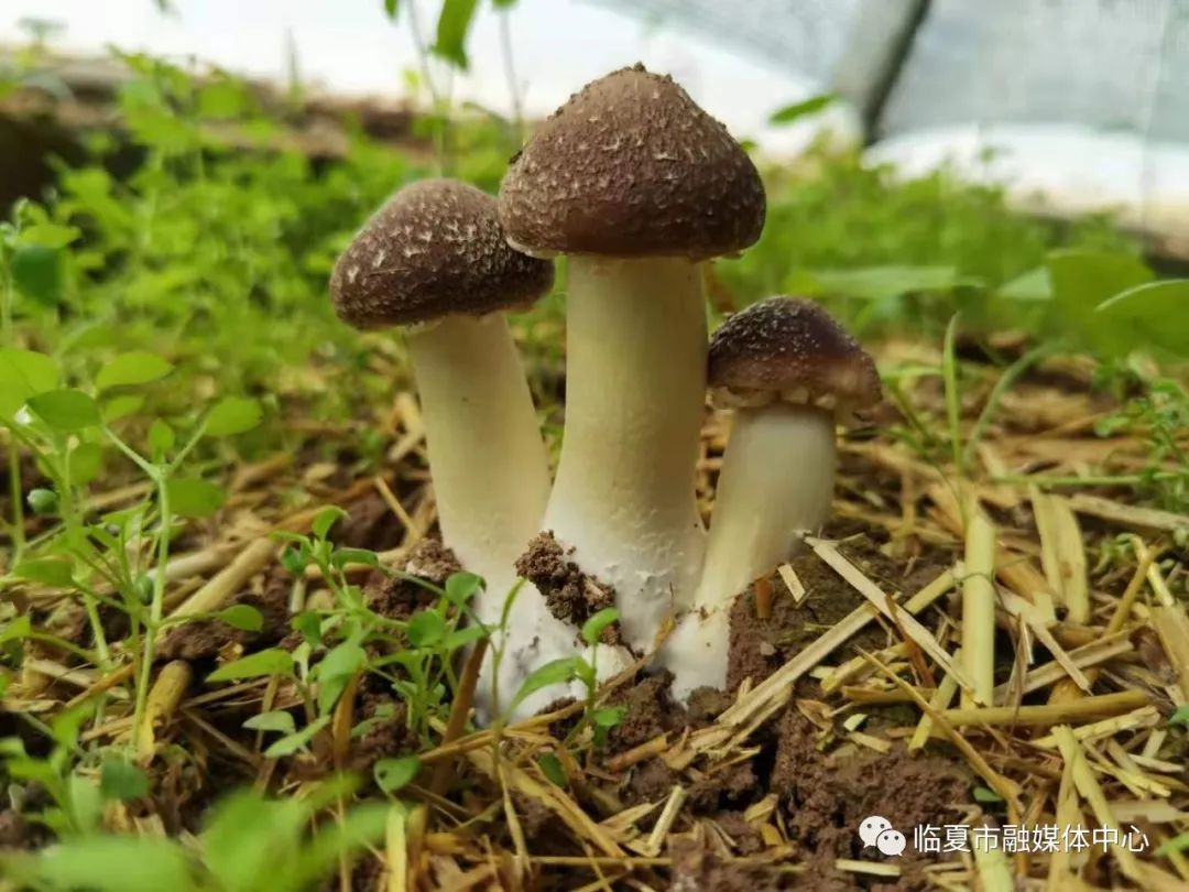 "菌中之王"赤松茸 在临夏市试种成功