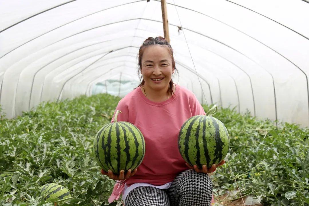 河北肃宁百亩瓜田喜获丰收