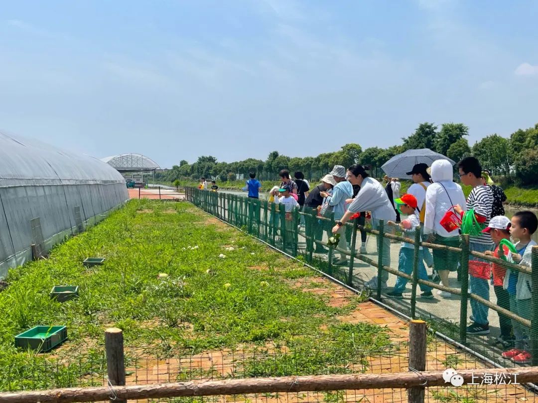 遛娃新去处浦南这个376亩的农场六一正式开放