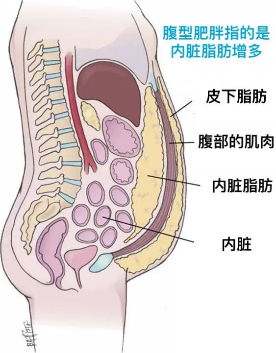 指的是在同样体重的情况下,我们的体质偏向于让脂肪堆积在内脏周围,在