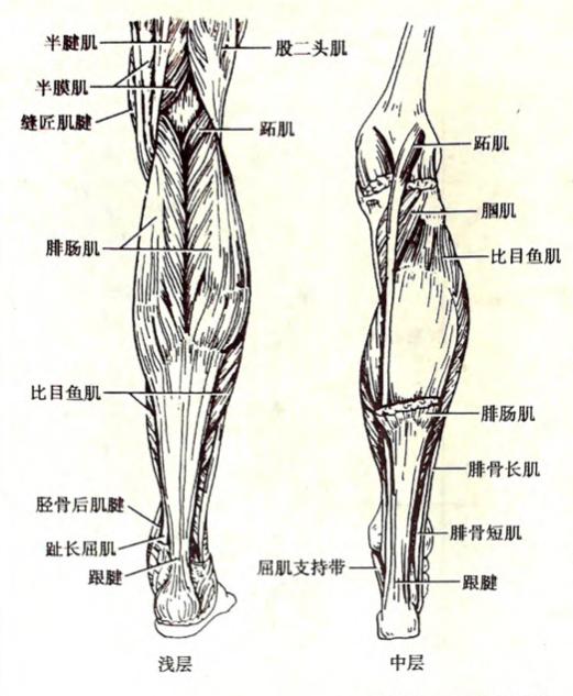我们的小腿后群肌肉主要是小腿三头肌,即腓肠肌内外侧头以及比目鱼肌.